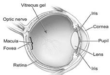 szemfenék ödéma javítja a látását
